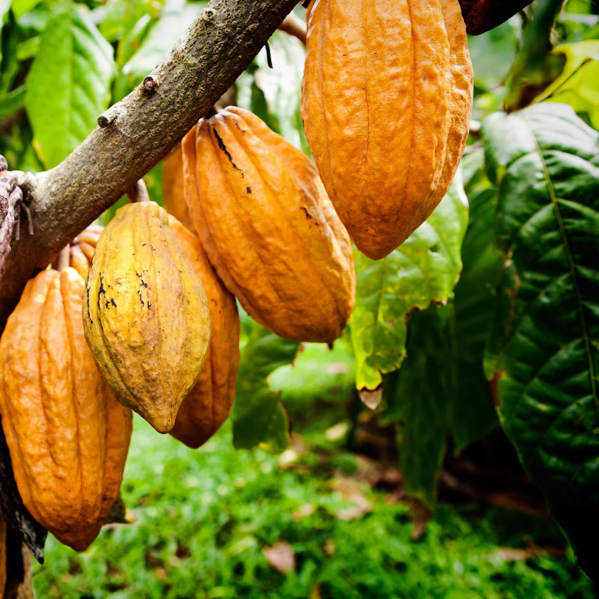 CEREMONIAL CACAO
