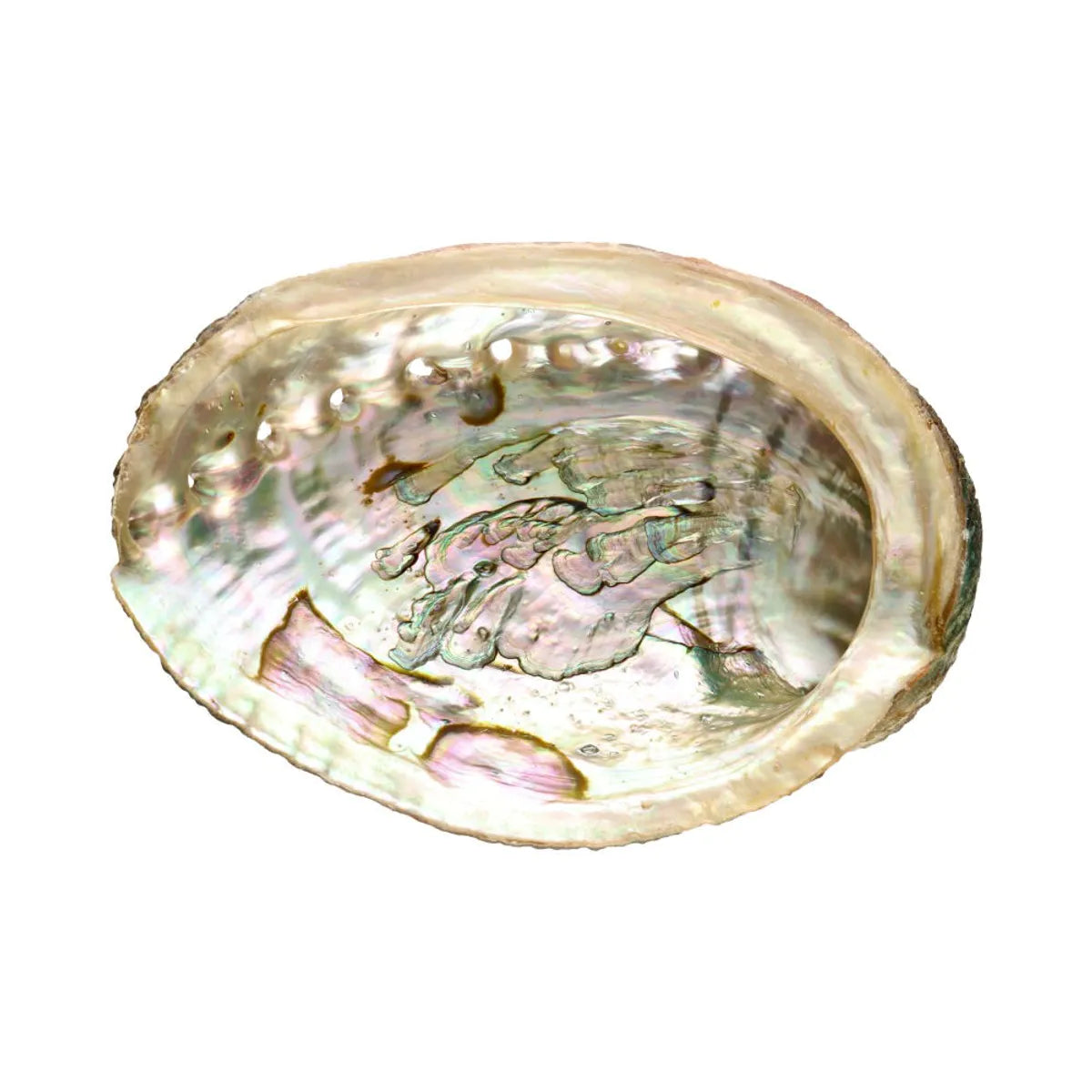 Små Abalone