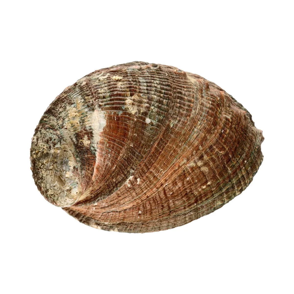 Små Abalone