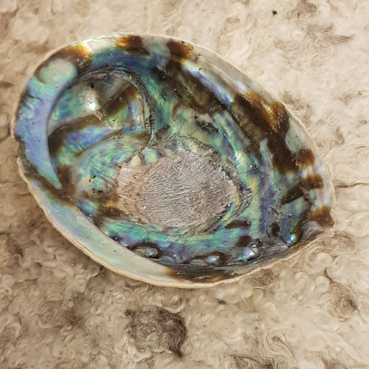 Abalone Skjell