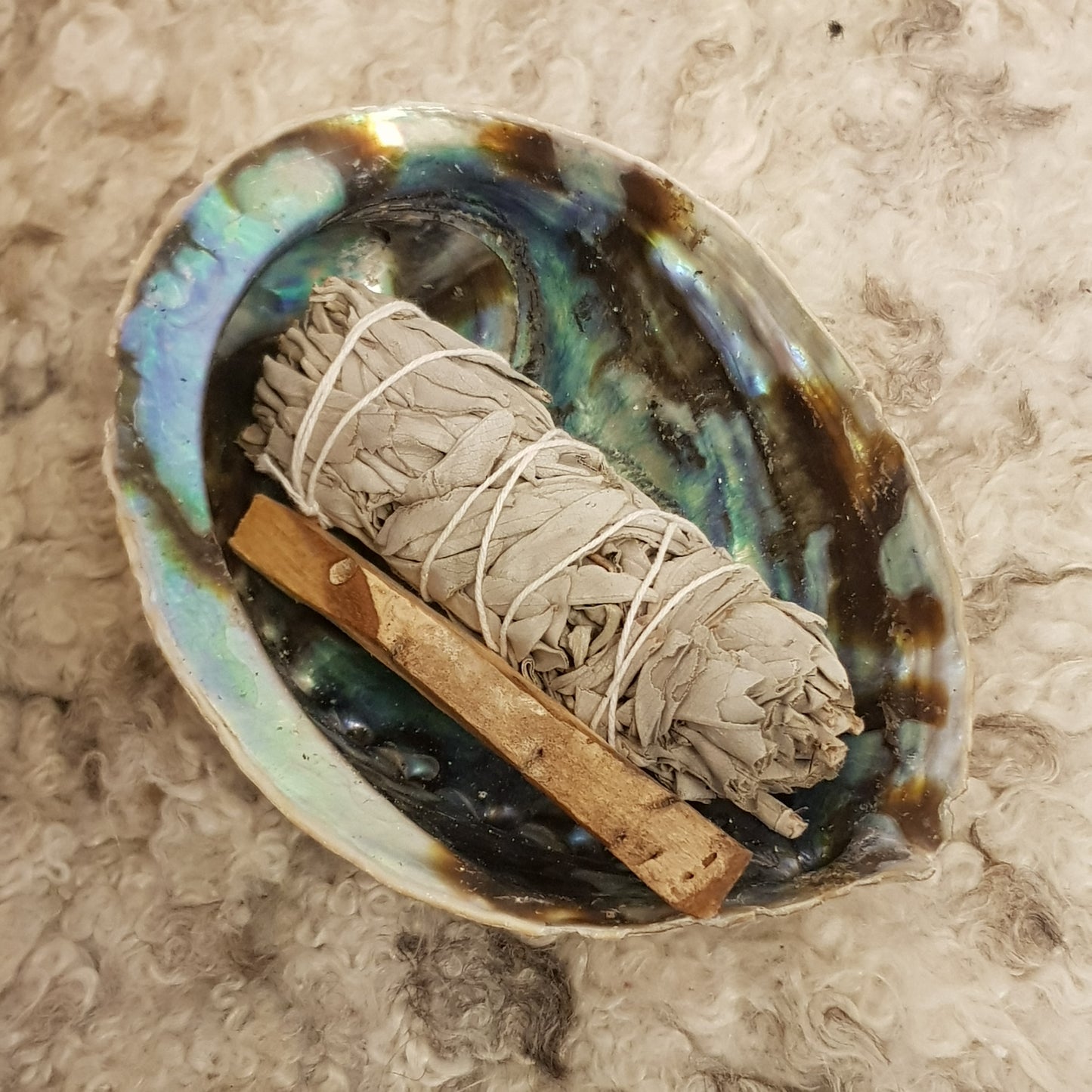 Abalone Skjell