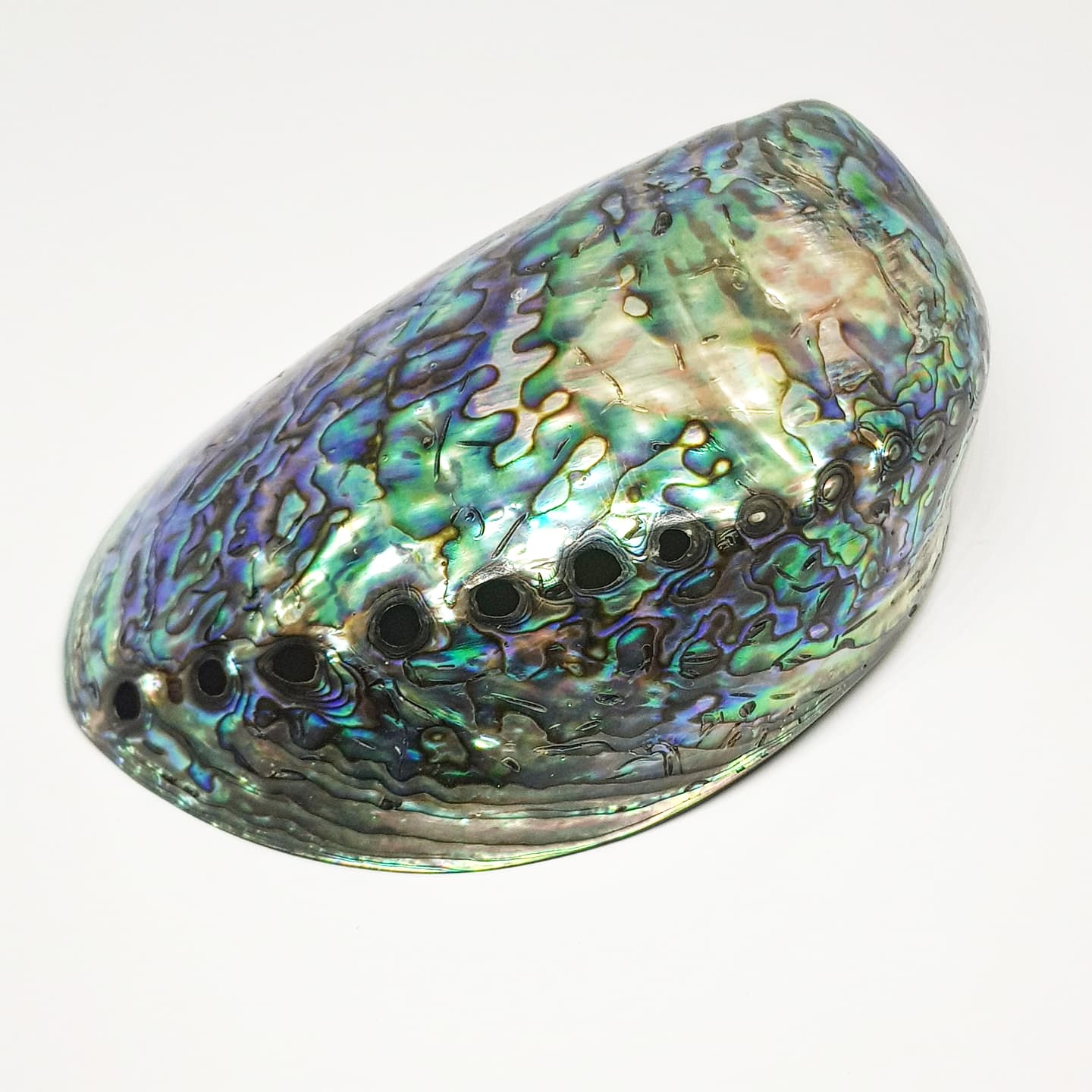 Rainbow Abalone Shell