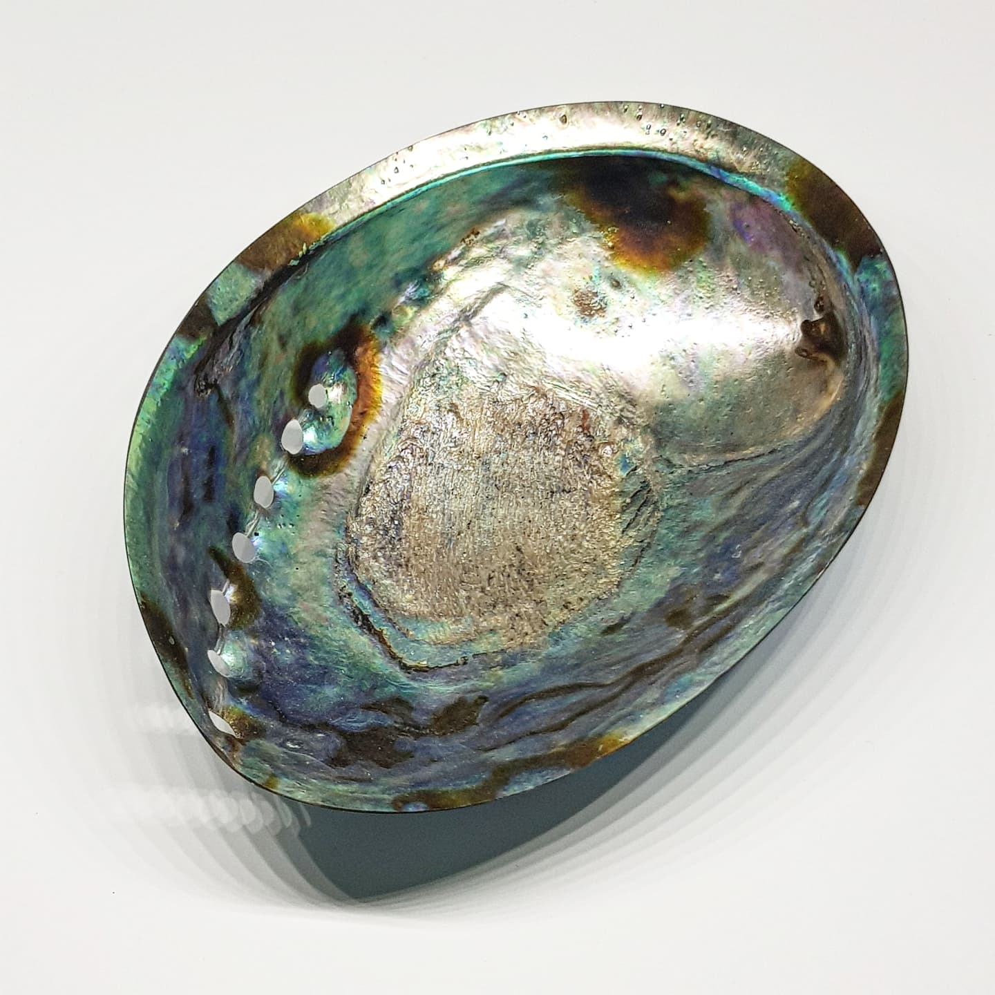 Rainbow Abalone Shell