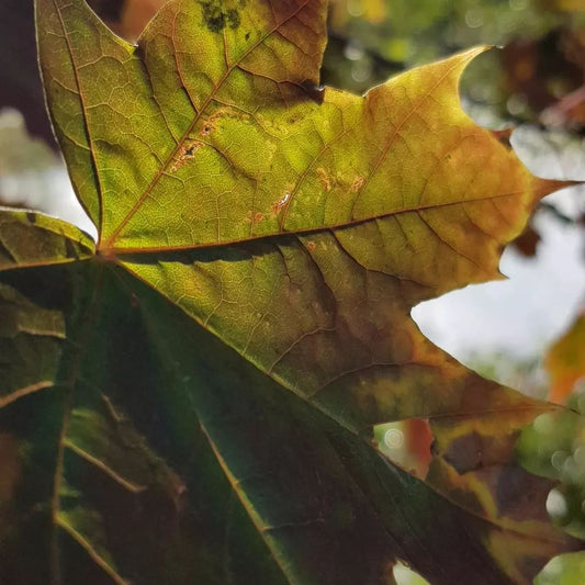 🍂 Næring og høsten ~ en dans i harmoni 🍂