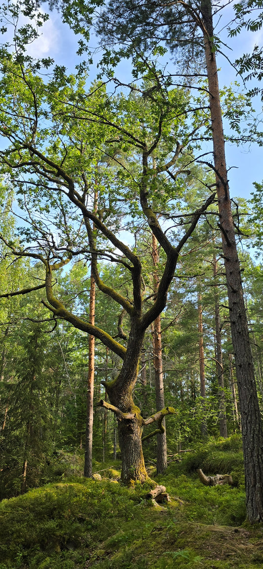 GESTALTTERAPI PÅ TUR